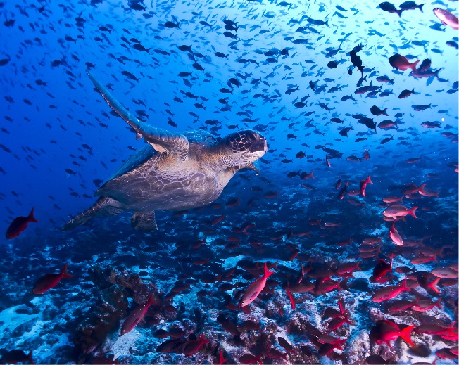 diving with turtles in galapagos
