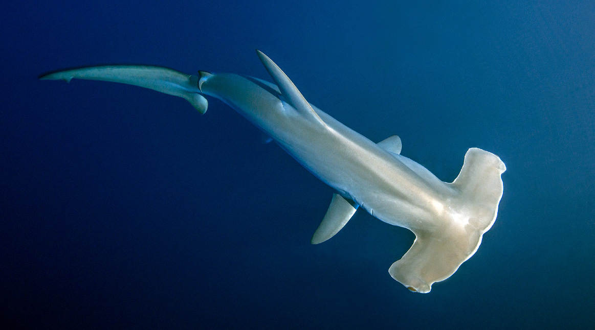 Characterized by their distinctive hammer-shaped head, hammerhead sharks are among the most easily recognizable species in the marine world