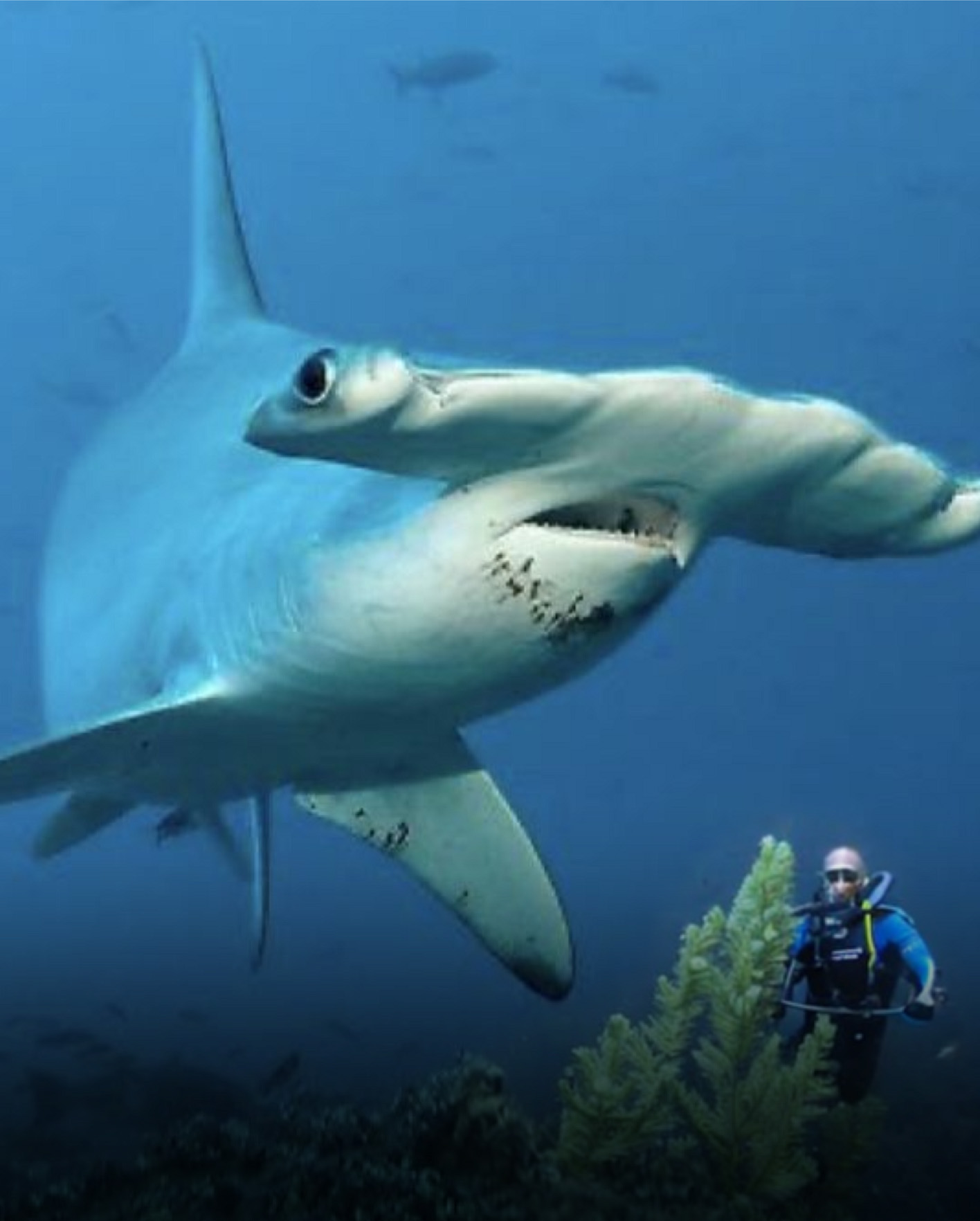 Galapagos hammerhead sharks