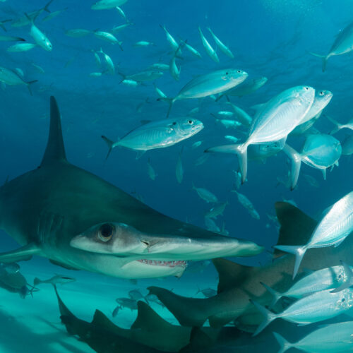 The Hammerhead Shark Species Inhabiting Galapagos Sphyrna Lewini