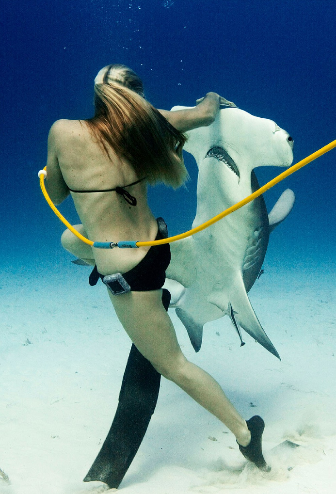 the Pacific hammerhead shark rarely poses a threat to humans